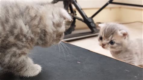 ХВАТИТ МЕНЯ КУСАТЬ!🐱 - YouTube