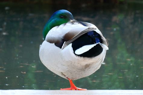 Por qué los patos duermen sobre una pata