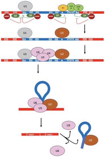 Biomolecules Free Full Text Alternative Mrna Splicing And Promising Therapies In Cancer