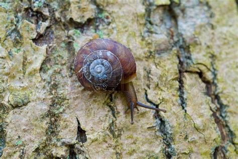 Shell Nature Snail Macro Leaf Mollusk Spiral Animal Gastropod