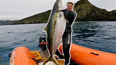 Spearfishing GIANT Yellowtail Kingfish New Zealand Fillet Smoke Up