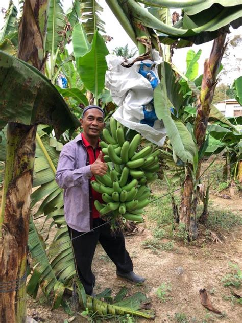 Ladang Pisang Di Selangor