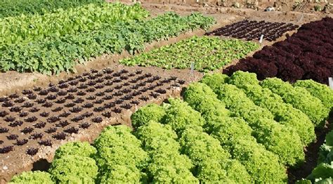 La diversificación de cultivos el futuro de la agricultura sostenible