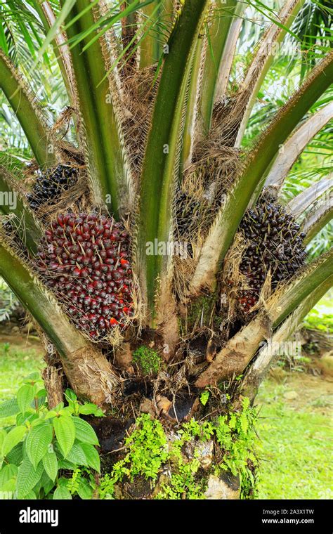 Oil Palm Tree Hi Res Stock Photography And Images Alamy