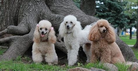 Poodle Breed Guide (Lifespan, Size & Characteristics)