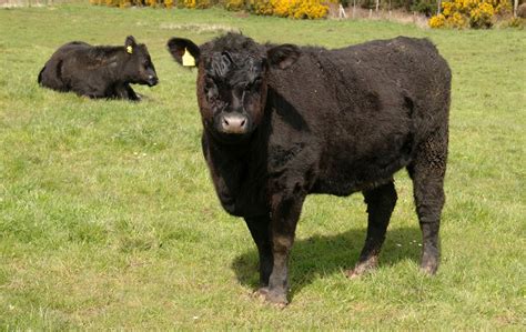 AFBI advises farmers to vaccinate cattle against Blackleg | Agri-Food ...