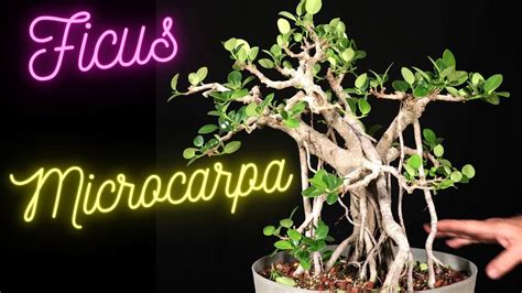 Ficus Microcarpa 512 Hard Prune May 15th Light Prune July 2nd Ficus Bonsai Youtube