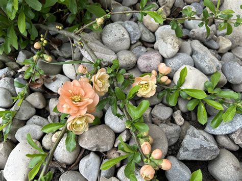 Dodgers Dawgs Live | Barnes DFA Rushing to the Show | By Dodger Daily