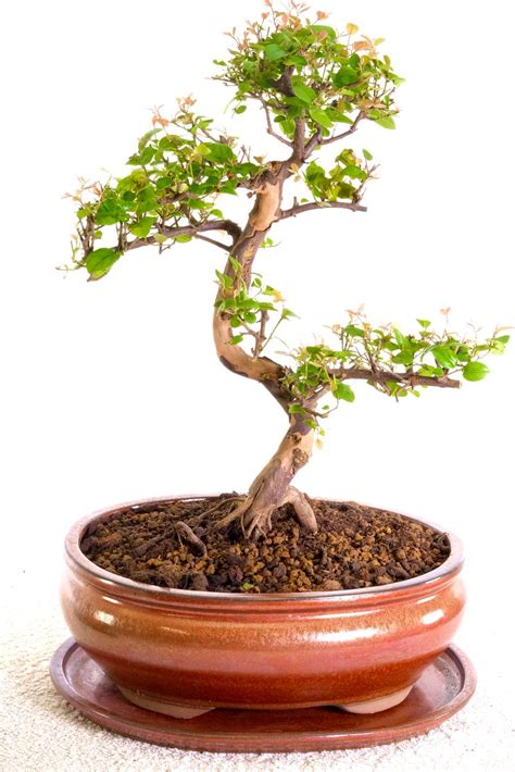 Sensational Chinese Sweet Plum Fruiting Bonsai With Character Trunk