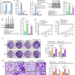 Lbx As Promotes Colorectal Cancer Cell Proliferation And Invasion Via