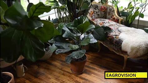 How To Care For A Ficus Tree In 10 Simple Steps