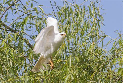 Grey Goshawk- White morph | BIRDS in BACKYARDS