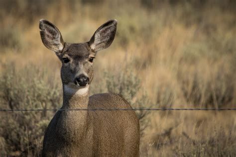 Big Game Migration Corridors Are Getting More Consideration In Wyoming