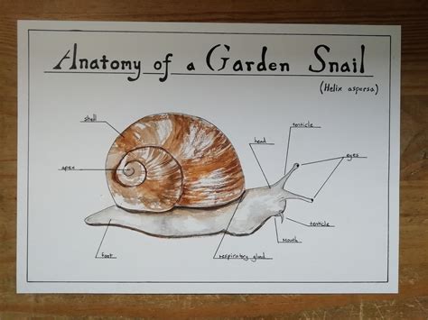 Garden Snail Anatomy Poster/colouring Sheet - Etsy UK