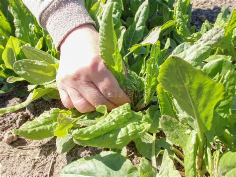 Closeup Of Woman`s Hands Cutting Of Lettuce Leaves A Woman S Hand