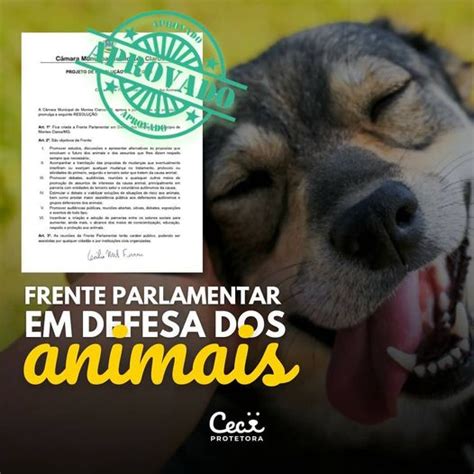 Nova frente parlamentar atuará em defesa dos animais Ceci Protetora