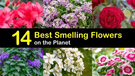 14 Of The Best Smelling Flowers On The Planet