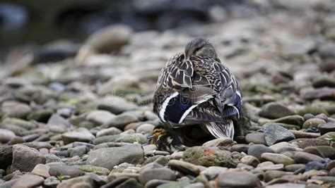 Female Mallard With Her Brood Of Ducklings Stock Photo Image Of Local