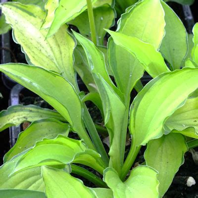 Hosta 'Lemon Twist' - Dorset Perennials