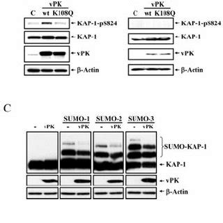 VPK Phosphorylates KAP 1 Reduces KAP 1 Sumoylation And Alleviates