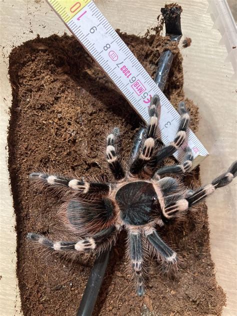 Acanthoscurria Geniculata Ptasznik Bialokolanowy Samica Starogard