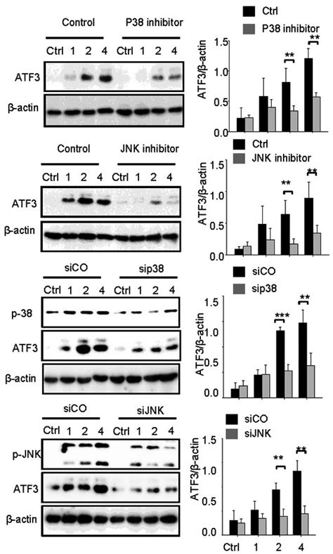 Atf3 Induction Is Jnkp38 Dependent Raw 2647 Cells Were Incubated