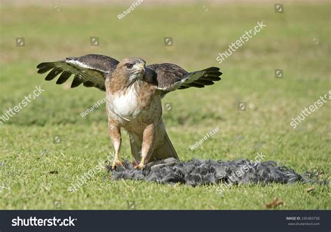 Red Tailed Hawk With Prey Stock Photo 245483758 Shutterstock