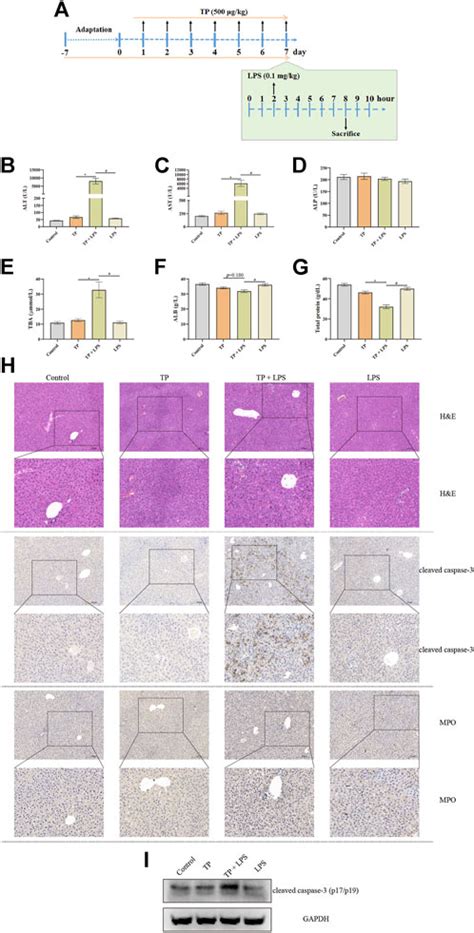 Macrophage Malfunction In Triptolide Induced Indirect Hepatotoxicity