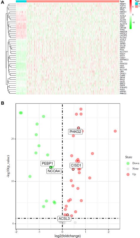 A Novel Ferroptosis Related Gene Signature For Prognostic Prediction Of