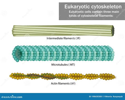 Microfilaments Cartoons, Illustrations & Vector Stock Images - 55 Pictures to download from ...