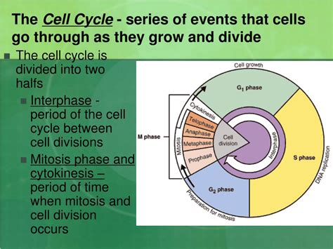 Ppt 10 1 Cell Growth Powerpoint Presentation Free Download Id1823767