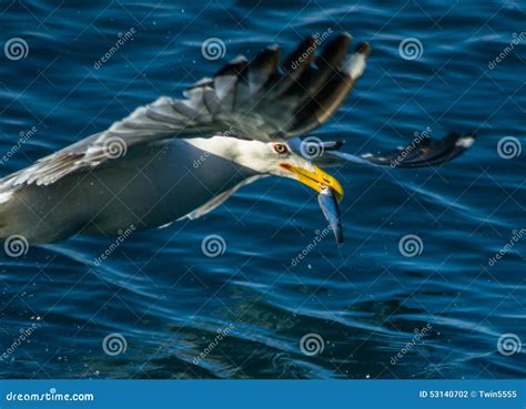 Pescados En Pico Foto De Archivo Imagen De Gaviota Pescados 53140702