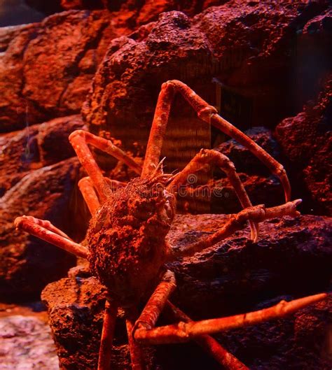 Caranguejo De Aranha Gigante No Aquário Foto de Stock Imagem de