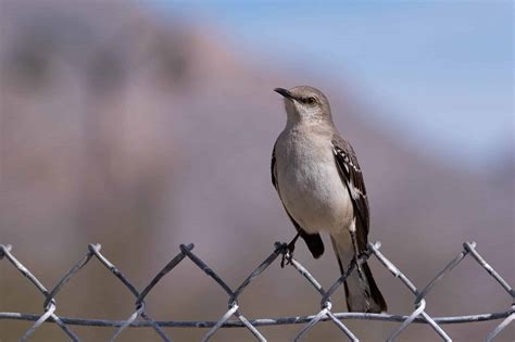 Northern Mockingbird ⋆ Tucson Audubon