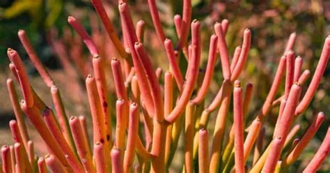 Firestick Pencil Cactus Plant Euphorbia Tirucalli Growing And Care