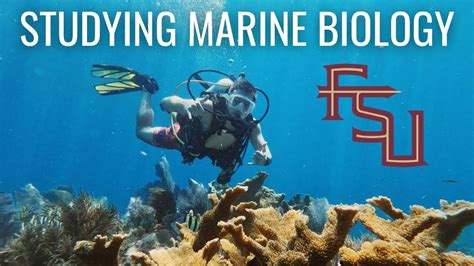 Life As A Marine Biology Major At Florida State University Marine