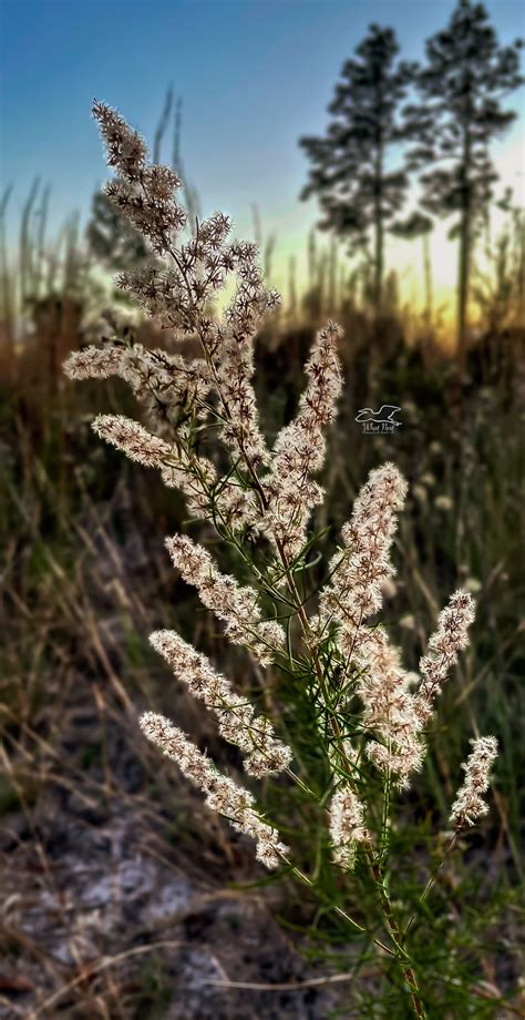 Late Year Dog Fennel Seeds Can be Glowingly Beautiful – What Next