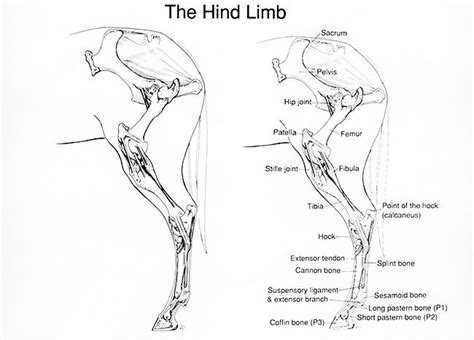 Addressing Hock And Stifle Issues Horse Anatomy Equine Massage