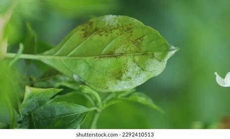 Pepper Powdery Mildew Disease Symptoms Stock Photo