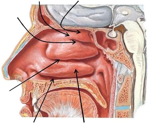 Nasal Cavity Diagram Quizlet