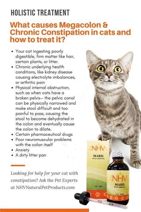 Home Remedies For Constipation In Cats – MartLabPro