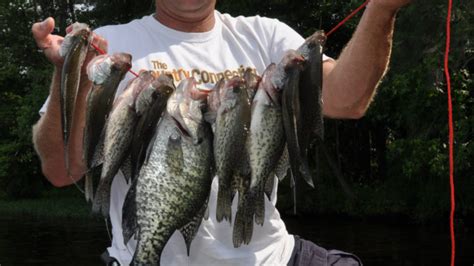 Tar River Reservior White Crappie