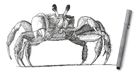 Pen And Ink Drawing How To Draw A Crab Youtube