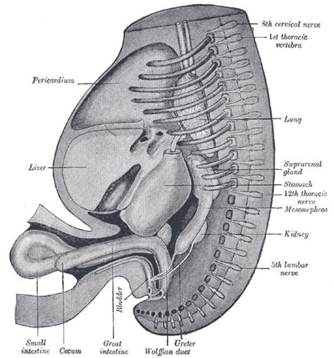 Embryology Wolffian Ducts Statpearls Ncbi Bookshelf