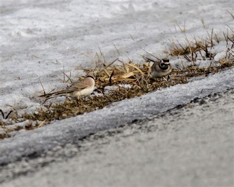 Birds from Behind : Signs of Spring!