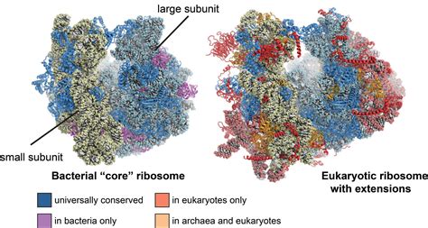 Eukaryotic Cytosolic Ribosomes The Ban Lab Eth Zurich