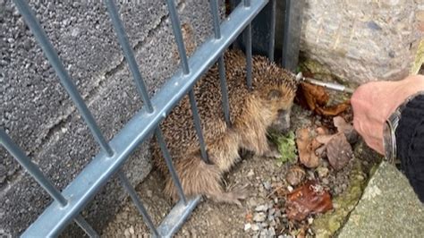 Igel Gerettet Freiw Feuerwehr Celle