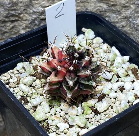 Gymnocalycium mihanovichii f variegata 2 сіянець Cactus shop