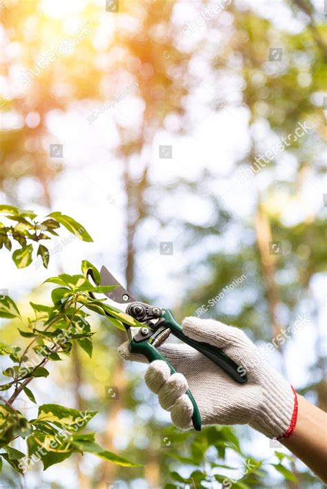 Man Pruning Tree With Clippers One Gloved Male Farmer Hand Prunes And