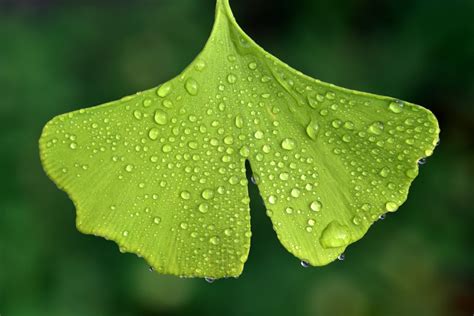 Ginkgo Biloba Astuces Pharma